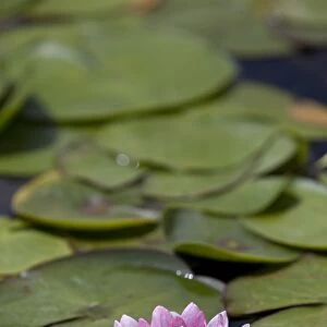 Water lily at Rapaura Water Gardens, near Thames, Coromandel Peninsula, Waikato, North Island, New Zealand, Pacific