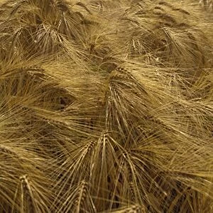 Wheat, Burgundy, France, Europe