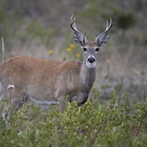 White-tailed deer (whitetail deer) (Virginia deer) (Odocoileus virginianus) buck, Custer State Park, South Dakota, United States of America, North America