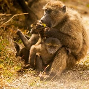 Wild baboons, Cape Town, South Africa, Africa