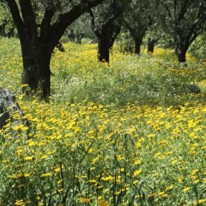 Wild flowers in olive grove
