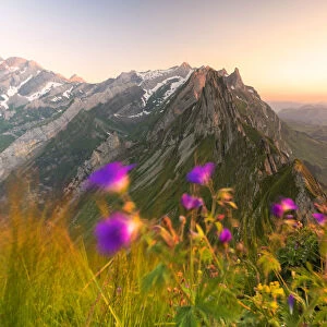Wild flowers on top of Schafler with the rocky peak Santis in the background, Appenzell Innerrhoden