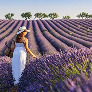 Woman with hat in lavender fields, Plateau de Valensole, Alpes-de-Haute-Provence
