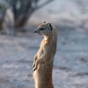 Yellow mongoose (Cynictis penicillata) Kgalagadi Transfrontier Park, South Africa, Africa