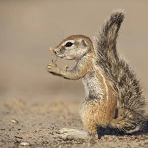 Young ground squirrel (Xerus inauris), Kgalagadi Transfrontier Park, Northern Cape