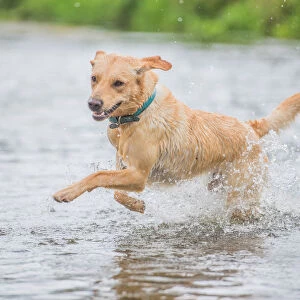 Young Labrador running through a river splashing, United Kingdom, Europe