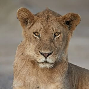 Young male lion (Panthera leo), Serengeti National Park, Tanzania, East Africa, Africa