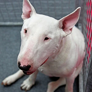 Bull Terrier at the London Pet Show 2011