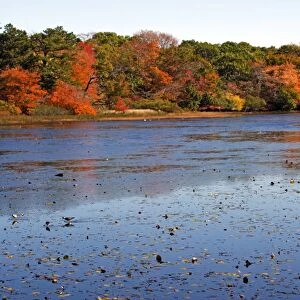 Changing colours of the Autumn / Fall season at a lake in Provincetown, Cape Cod