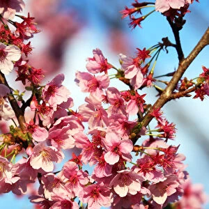 : Cherry Blossom Japan 2019