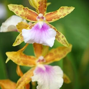 Miltonia Bluntii Orchid