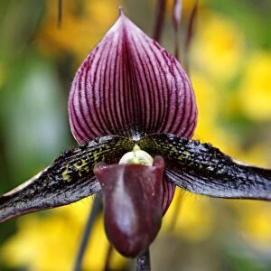 Paphiopedilum Macabre Orchid