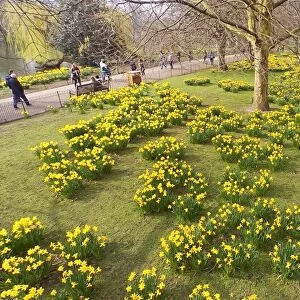 Spring Daffodils in St. James Park, London