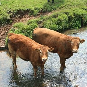 Cows in Devon field, UK