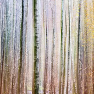 Abstract impression of trees