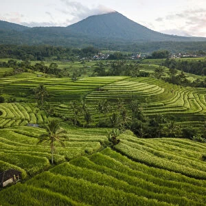 Aerial View of Jatiluwih Rice Terraces, Tabanan, Bali, Indonesia