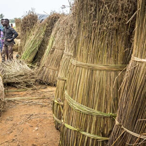 Africa, Benin, Grand Popo. Men selling reed grass for making sleeping mats