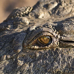 Africa, Botswana, Chobe National Park, lose up of Crocodiles eye