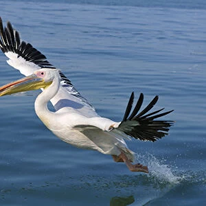Africa, Namibia, Walvis Bay, Pelican in flight