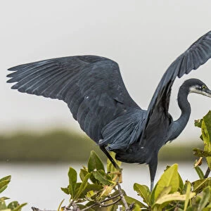 Africa, Senegal, Sine-Saloum-Delta. Black heron