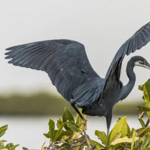 Heritage Sites Collection: Saloum Delta