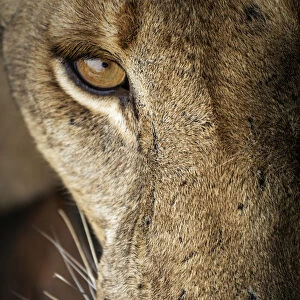 Africa, Tanzania, Selous National Park. A nice portrait of a lioness. National Park