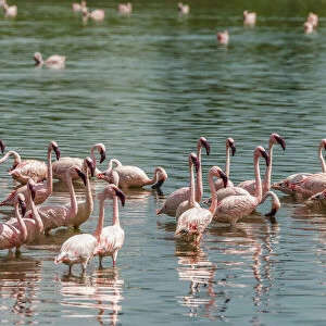 africa, Tanzania, Serengeti. Greater and Lesser Flamingos in a little natural lake