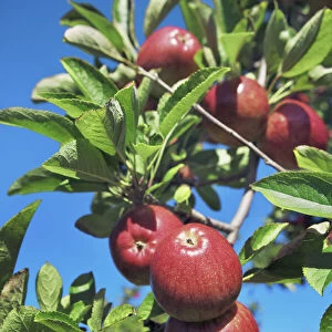 Apple plantation - New Zealand, South Island, Nelson, Hira