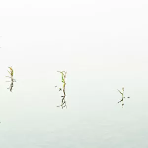 Aquatic plants reflected in water Ear Falls, Ontario, Canada