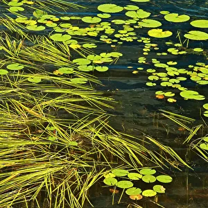 Aquatic vegetation on Isabel Lake (Lily pads and Sparganium) Kenora, Ontario, Canada