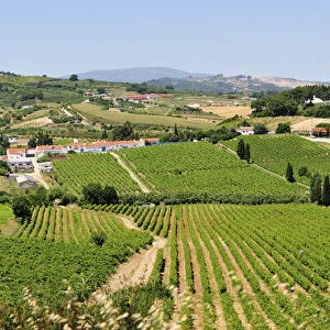 Arruda dos Vinhos vineyards. Lisbon region