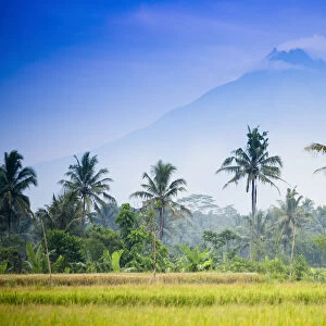 Asia, Indonesia, Java, Yogyakarta, Merapi Volcano, rice farmer in front of the mountain
