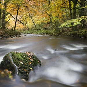 Autumn foliage surrounds the River Teign near Fingle Bridge, Dartmoor National Park