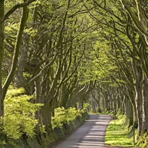 Avenue of mature deciduous trees near Bridestowe, Dartmoor National Park, Devon, England