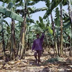 Bananas are grown everywhere in Uganda