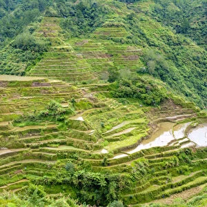 Banaue rice terraces in early spring, Mountain Province, Cordillera Administrative Region