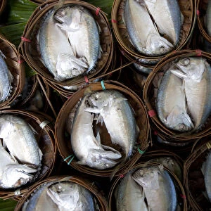 Bangkok, Thailand. Fish for sale in a market in Bangkok