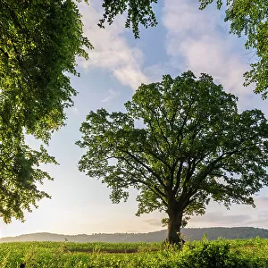 Beautiful mature Oak tree in the countryside near Goodrich Castle, Herefordshire, England. Summer (June) 2023