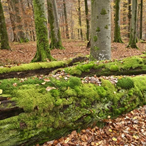 Beech forest in autumn colours with moss covered deadwood - Germany, Bavaria