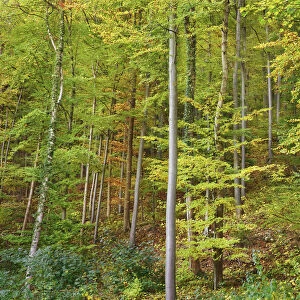 Beech forest - Germany, Baden-Wurttemberg, Stuttgart, Esslingen