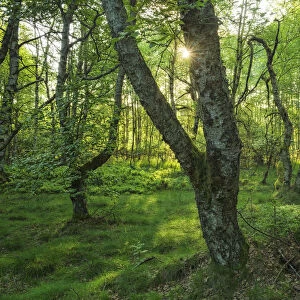 Birch forest at Unesco Biosphere reserve Rhoen, Rhoen, Bavaria, Germany