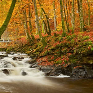 The Birks of Aberfeldy in Autumn, Aberfeldy, Tayside Region, Scotland