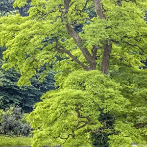 Black Locust in the park at Castle Combe Manor House, Wiltshire, England