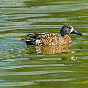 Ducks Canvas Print Collection: Blue Winged Teal