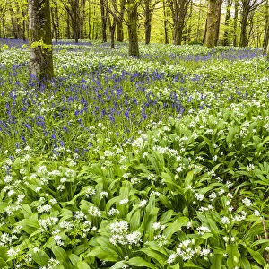 Bluebell & Wild Garlic Wood, Cornwall, England