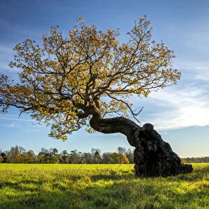 Bonsai shaped tree, Blenheim Park, Blenheim Palace, Woodstock, Oxfordshire, England
