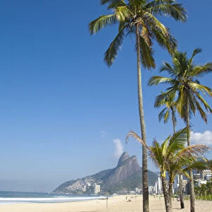 Brazil, Rio De Janeiro, Palm trees on Leblon beach