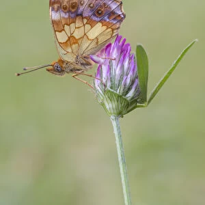 Brenthis daphne, Butterfly, Casareggio, Liguria, Italy