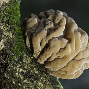 Brown Brain Fungus (Tremella steidleri), New Forest National Park, Hampshire, England, UK