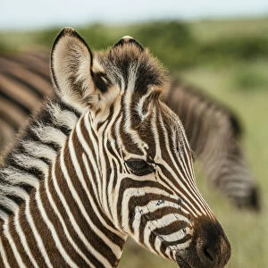 Burchells Zebra, Addo Elephant National Park, Eastern Cape, South Africa